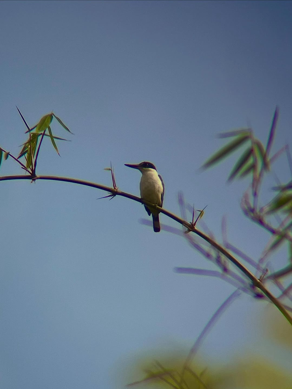 Collared Kingfisher